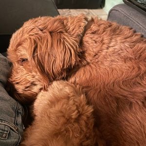 Meet your Posher, Zoe